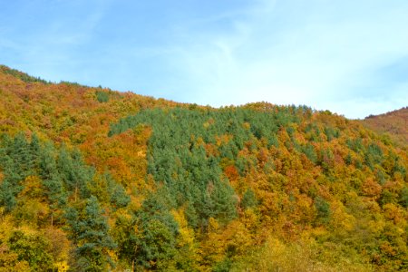 Forest in the autumn