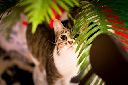 Cat pet animal