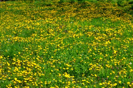 Dandelion photo