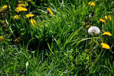 Dandelion photo