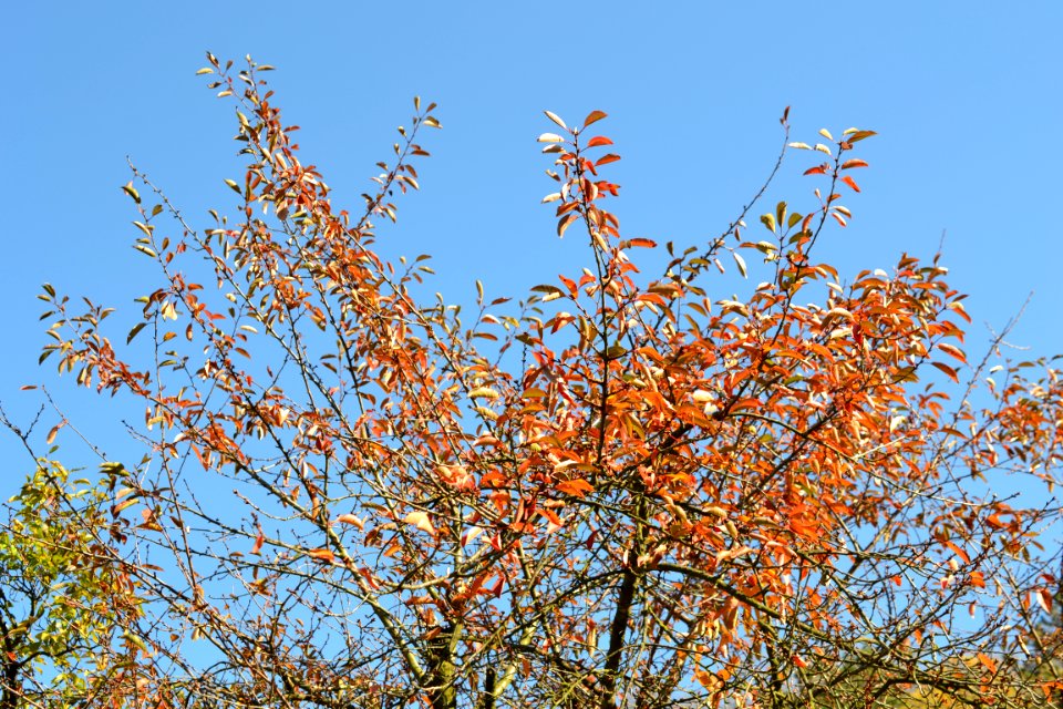 autumn