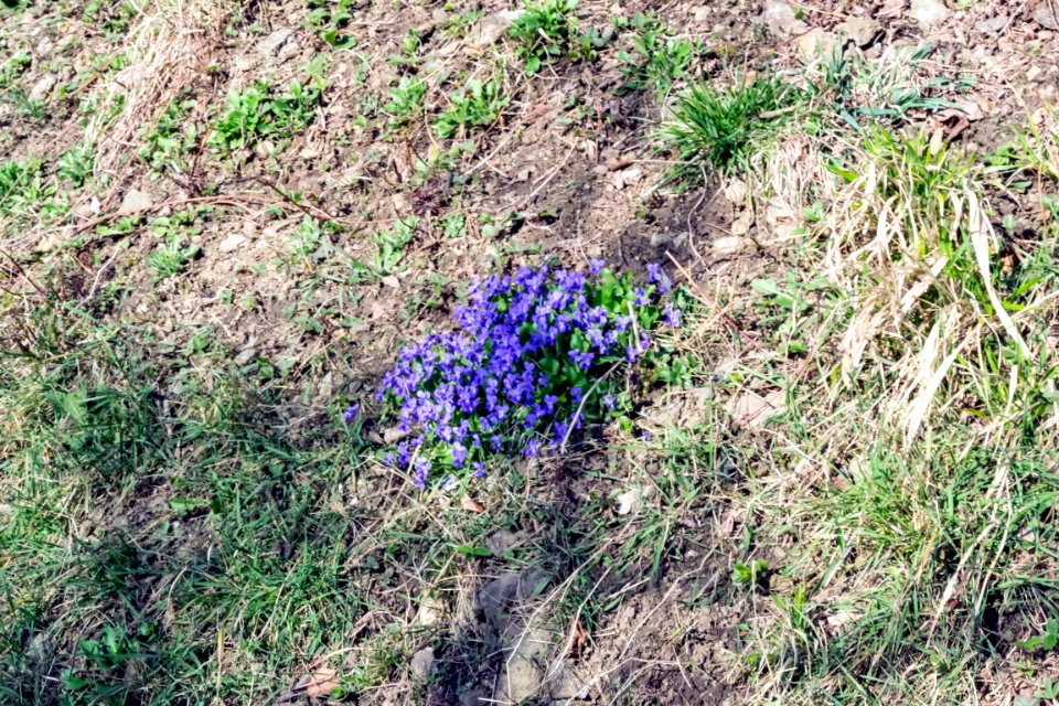 spring