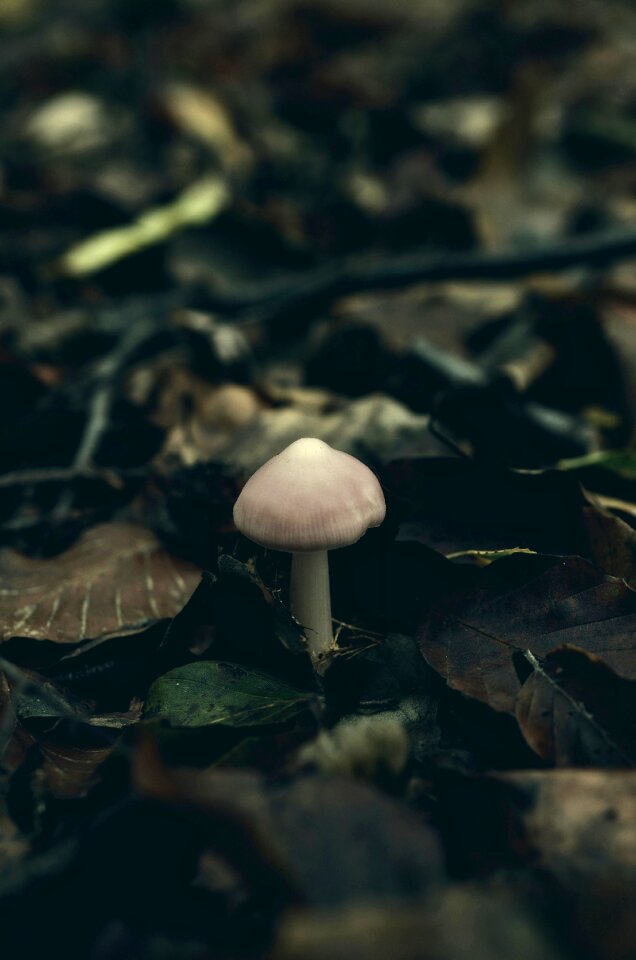 Leaves fall foliage mushroom