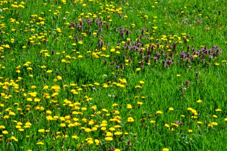 Dandelion photo