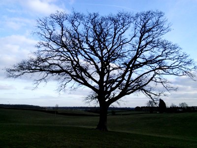 A field oak, Tewin