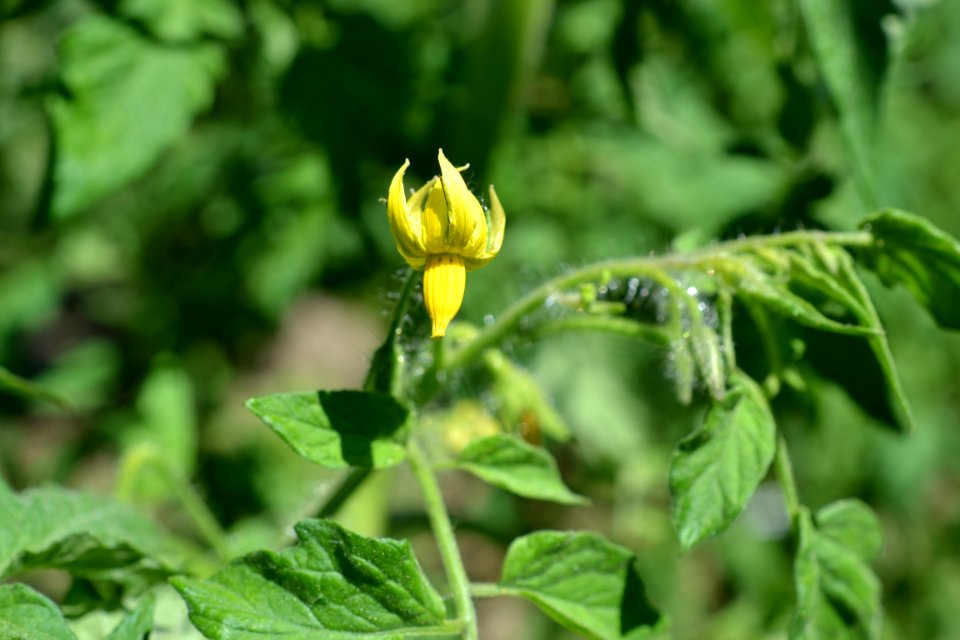 Flower