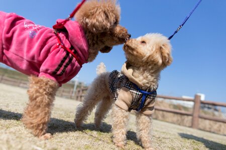 Animal pet puppy