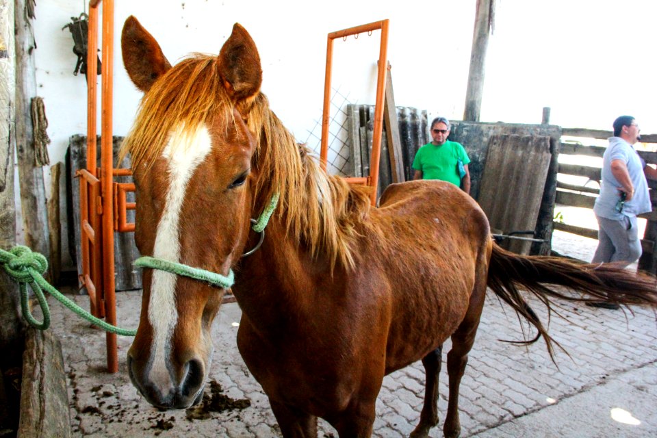 14.11.2017 - Vice-prefeito Idemar Barz no evento de doação de cavalos da Hospedaria Municipal