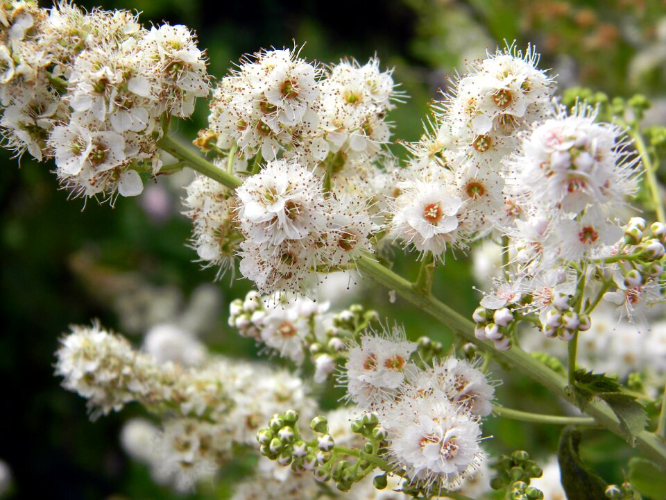 White flowers bloom white