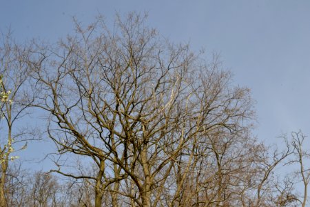 Landscape with nature