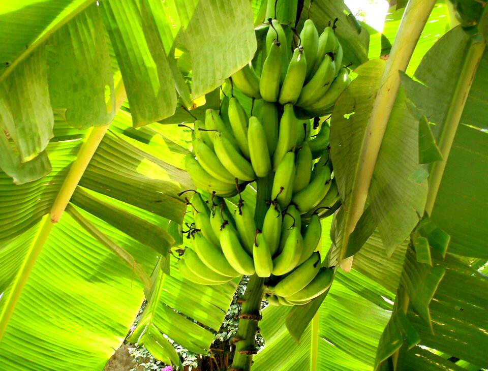 Leaves food cultivation