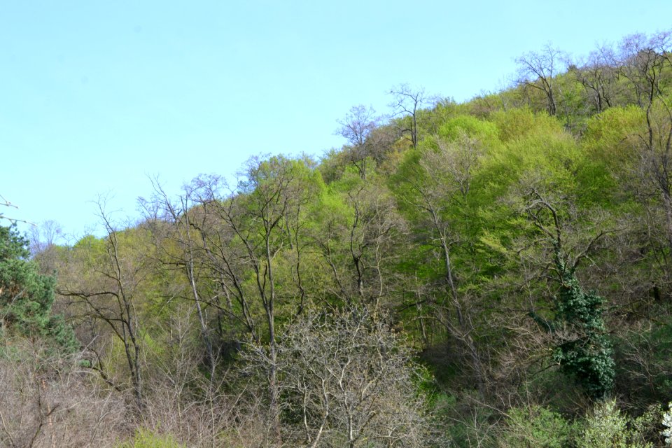 Landscape with nature