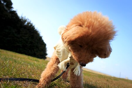 Poodle pet puppy photo