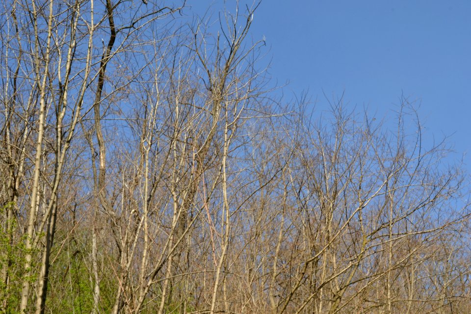 Landscape with nature
