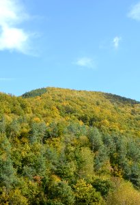 Nature