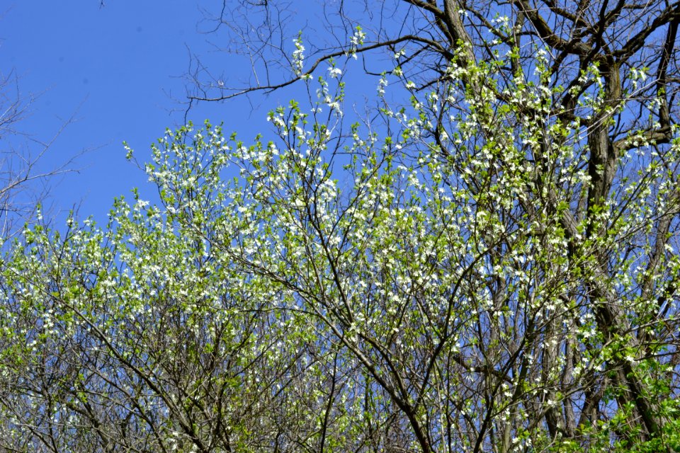 Landscape with nature