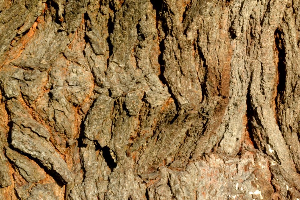 tree bark