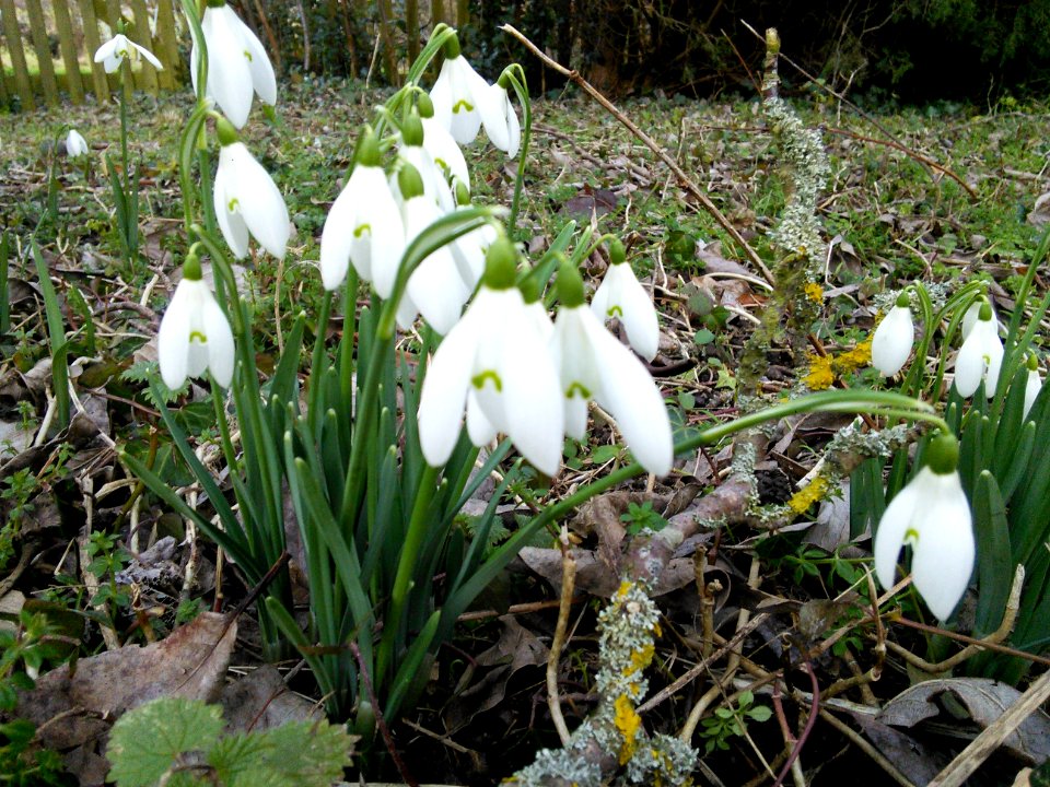 Snowdrops and lichen