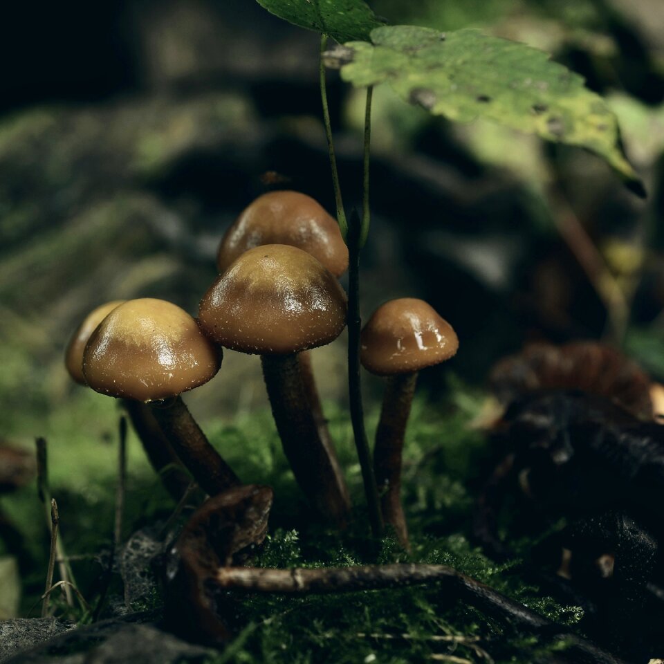Forest autumn forest mushrooms