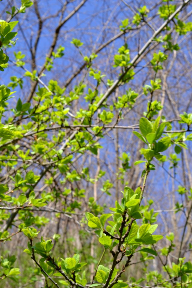 Landscape with nature