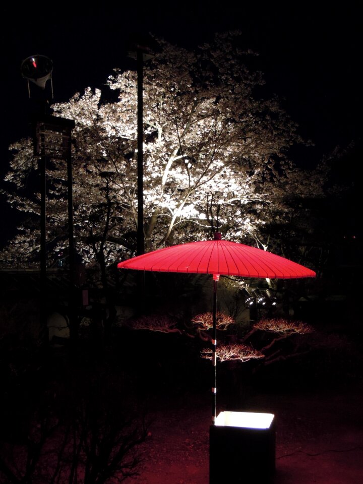 Night cherry blossoms japanese style