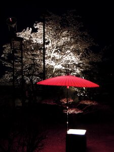 Night cherry blossoms japanese style photo
