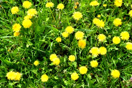 Dandelion photo