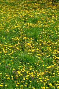 Dandelion photo