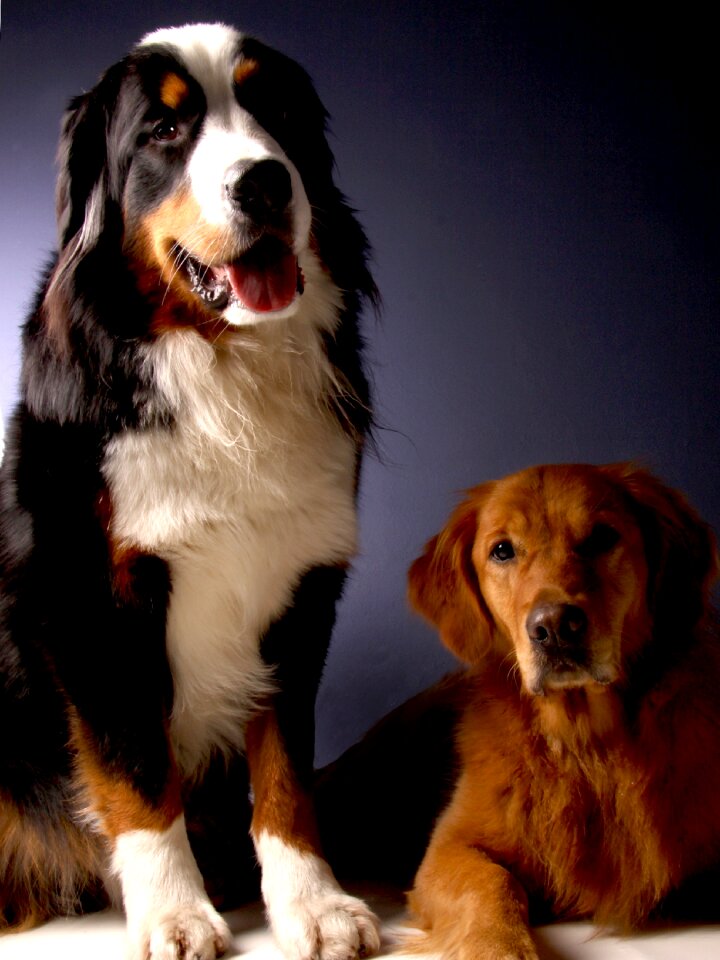 Animal good dear