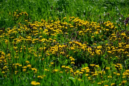 Dandelion
