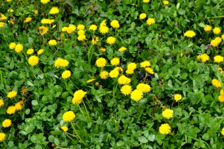 Dandelion
