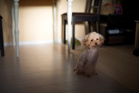 Dog pet animal