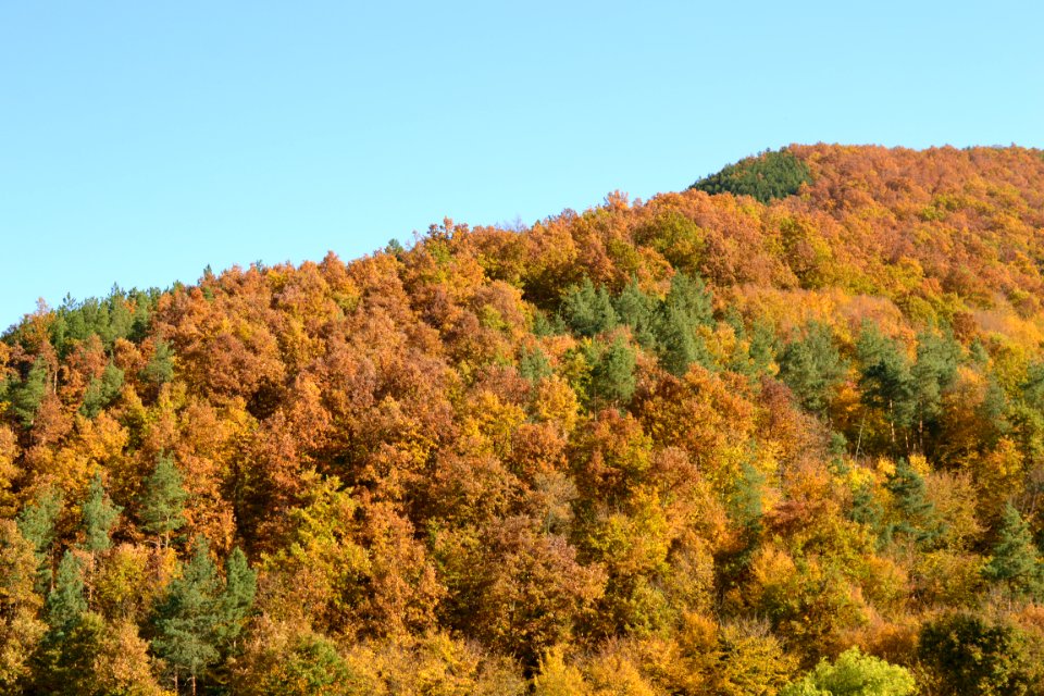 autumnal
