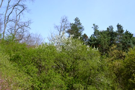 Landscape with nature