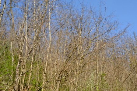 Landscape with nature