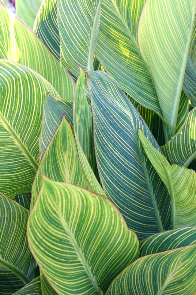 Summer green pattern