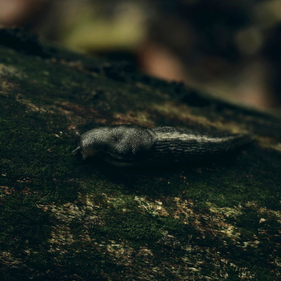 Autumn forest snail slug