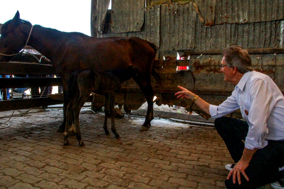 14.11.2017 - Vice-prefeito Idemar Barz no evento de doação de cavalos da Hospedaria Municipal