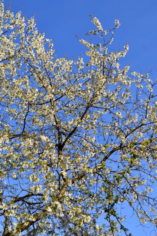 flowering trees