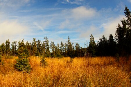 Wetland nature forest