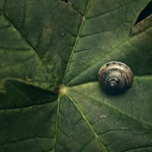 Autumn forest snail shell
