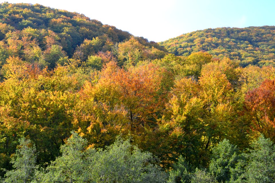 Nature