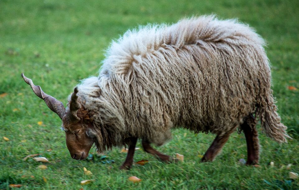 Four-legged white animal
