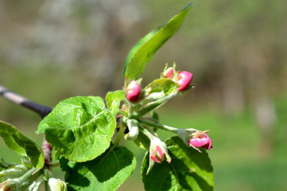 flowering trees