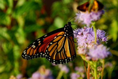 20191008-NRCS-RAM-001 Monarch on Conoclinium greggii PayneCountyOklahoma 045