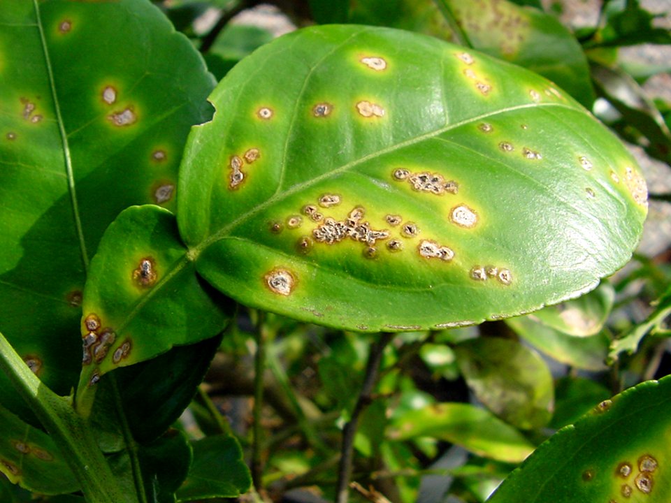 20191206-APHIS-CHRP-0036