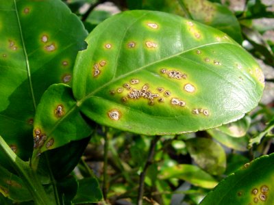 20191206-APHIS-CHRP-0036