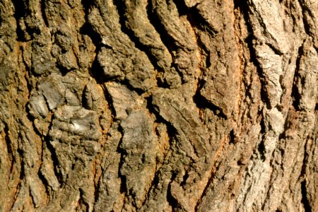 tree bark photo