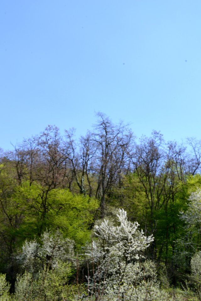 flowering trees