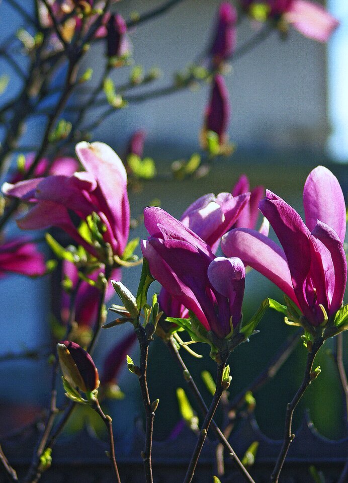 Spring flourishing violet